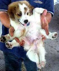 Afbeelding: Ong Fatt heeft zes poten en twee penissen"