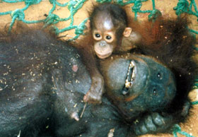 Afbeelding: Orang-oetanbaby klampt zich vast aan dode moeder"