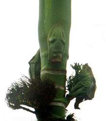 Afbeelding: Gezicht op de 'geestenboom'."