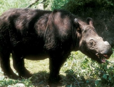 Afbeelding: De zeldame Sumatraanse neushoorn."