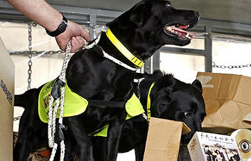 Afbeelding: Speurhonden Lucky en Flo."