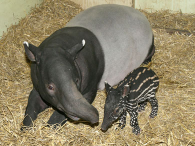 Afbeelding: De kleine tapir met moeder Aya."