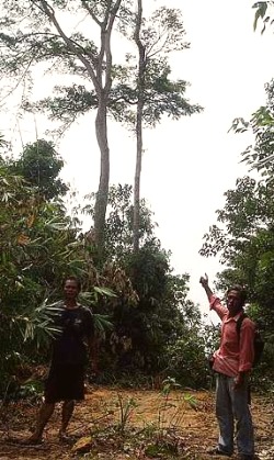 Image: Lone survivor: Two orang asli showing a petai tree that had been spared."