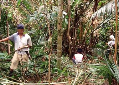 Image: Hard at work: Some of the villagers harvesting Bertam, which is used to make their blowpipes."