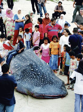 Afbeelding: De walvishaai op het strand van Teluk Bahang, Penang."