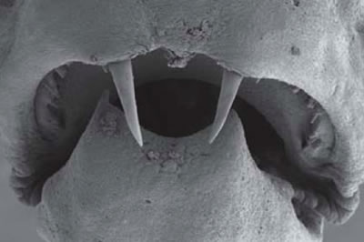 Afbeelding: Danionella dracula."