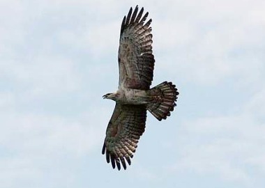 Image: Time to migrate: A Crested Honey Buzzard from Pulau Rupat, Sumatra riding the thermal draft above Tanjung Tuan."
