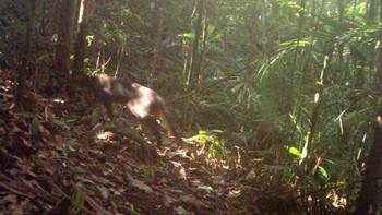 Afbeelding: De Borneogoudkat in het woud op het Maleisische deel van Borneo."
