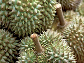 Afbeelding: Maleisische doerians zijn de beste!"