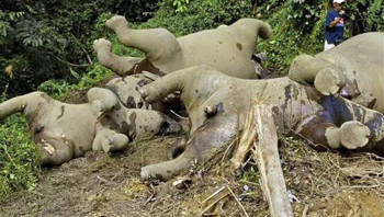 Afbeelding: De olifanten waren tussen de vier en twintig jaar oud."