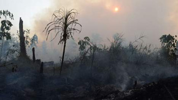 Afbeelding: Een platgebrande akker op Sumatra."