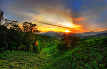 Afbeelding: Cameron Highlands."