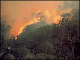 Afbeelding: Bosbrand.